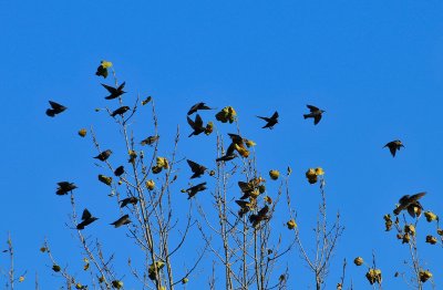 Starlings