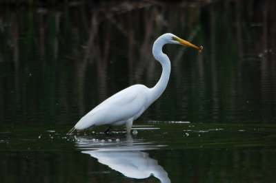 Great Egret