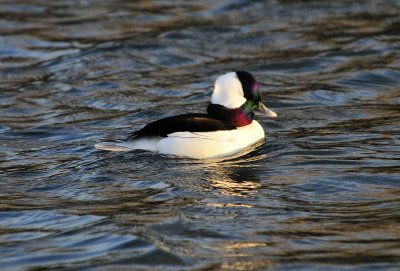 Bufflehead