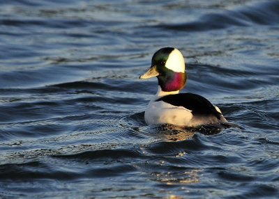 Bufflehead