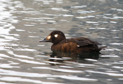 White Winged Scoter