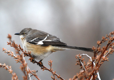 Northern Mockingbird