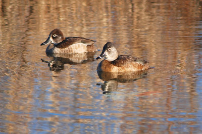 Ring Neck Ducks