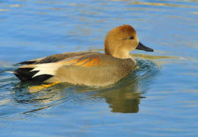 Gadwall Male