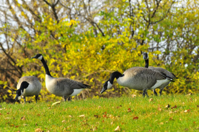 Canada Geese