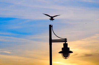 Gull at sunset