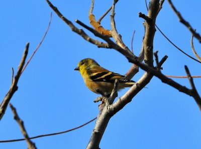 American Goldfinch