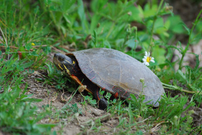 Eastern Painted Turtle