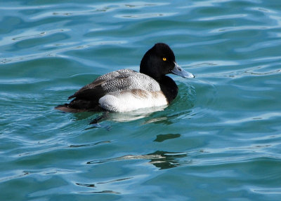 Greater Scaup