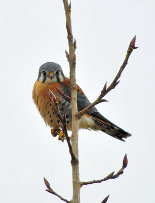 American Kestrel