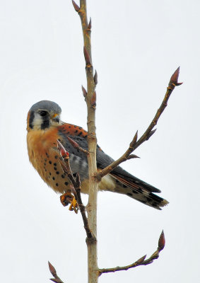 American Kestrel