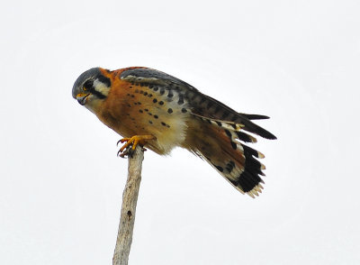 American Kestrel