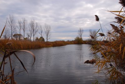 The Pond