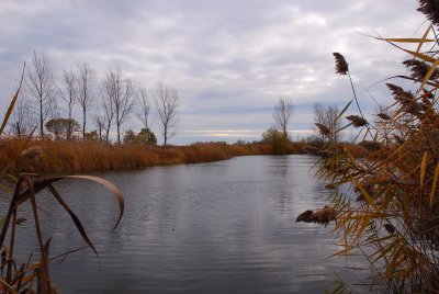 The Pond 