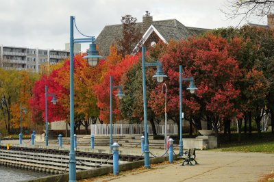 Bradford Pears