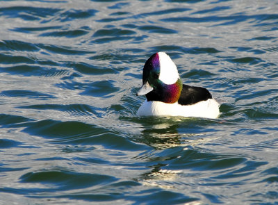 Bufflehead Male