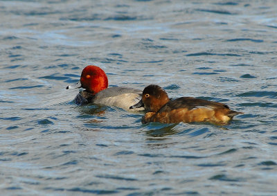 Redhead Duck Pair