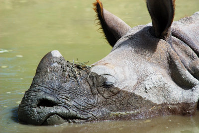 Indian Rhino