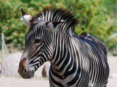 Zebra
