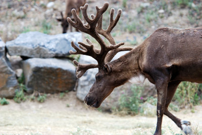 Reindeer