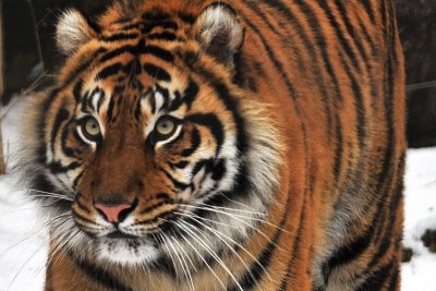 Sumatran Tiger