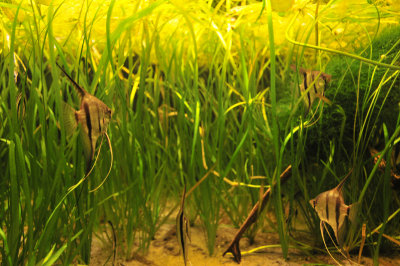 Angelfish