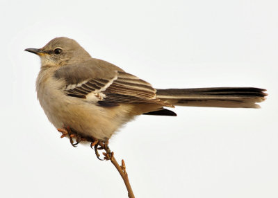 Northern Mockingbird