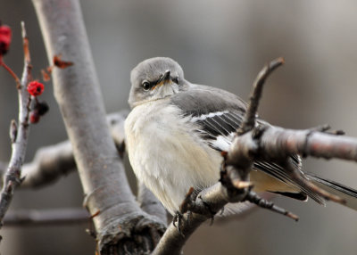 Northern Mockingbird
