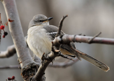 Northern Mockingbird
