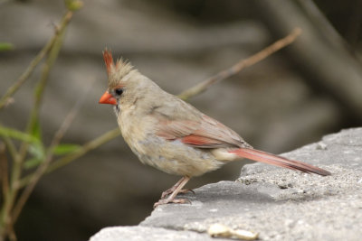 Young Cardinal female