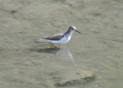 Spotter Sandpiper