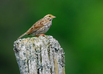 Savannah Sparrow
