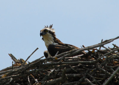 Osprey on nest