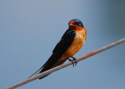 Barn Swallow