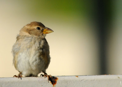 House Sparrow