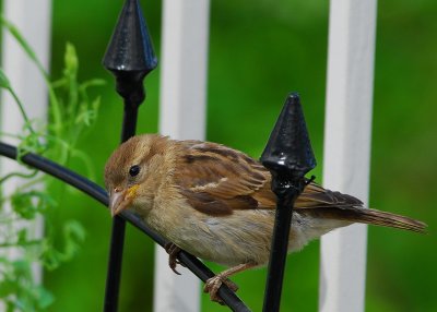 House Sparrow
