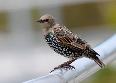 Starling