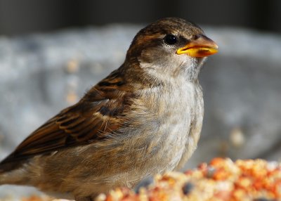 House Sparrow
