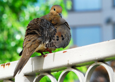 Mourning Dove