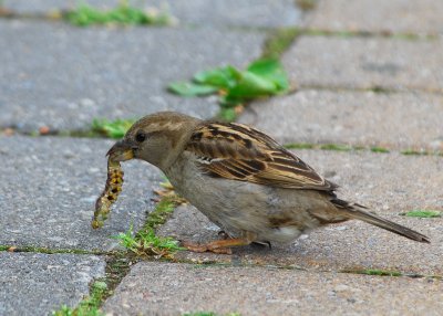 House Sparrow