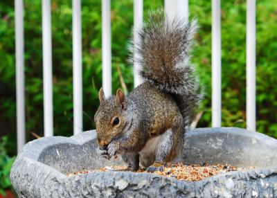 Grey Squirrel