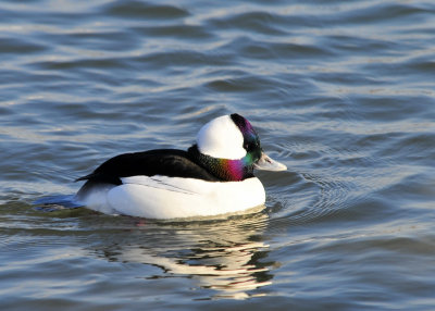 Bufflehead Male