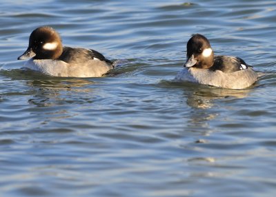 Bufflehead Females