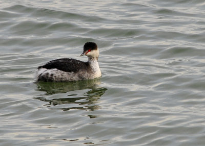 Horned Grebe