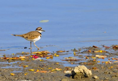 Killdeer