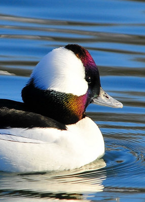Bufflehead Male