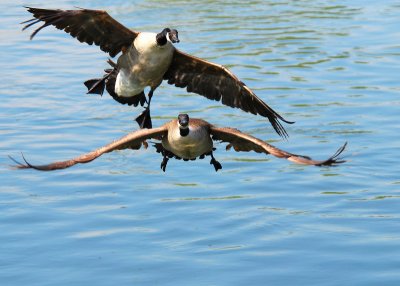 Wild Goose Chase