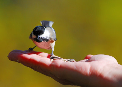 Black Capped Chickadee