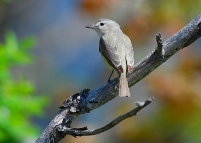 Warbling Vireo