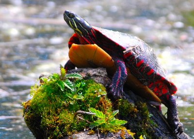 Eastern Painted Turtle